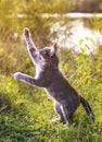 Funny striped cat jumping on a green meadow with his paws high a Royalty Free Stock Photo