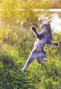 Funny striped cat jumping on a green meadow standing on its hind Royalty Free Stock Photo