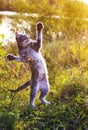 Funny striped cat jumping on a green meadow standing on its hind Royalty Free Stock Photo