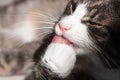 Funny striped cat licking paw close up Royalty Free Stock Photo