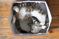 Funny striped cat sleeping in a box on the floor