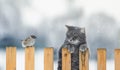 striped hunter cat sits on a fence and watches a sitting bird Royalty Free Stock Photo