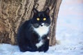 funny striped hunter cat sits on a fence and watches