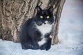 funny striped hunter cat sits on a fence and watches