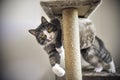 Funny striped kitten with golden eyes playing with scratcher