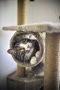 Funny striped kitten with golden eyes playing with scratcher Royalty Free Stock Photo