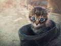 Funny striped kitten looking confused to camera with his blue eyes as sitting outdoors in a old farm shoe