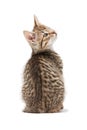 Funny striped kitten sits with his back to the frame and looks to the side. Royalty Free Stock Photo