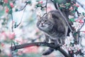 striped kitten sits in the spring garden among the pink branches of a blooming Apple tree Royalty Free Stock Photo