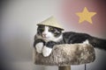Funny striped kitten in small Vietnamese hat lying on the cat house