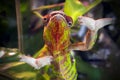 Funny striped and spotted chameleon of red and green coloring with wide open paws