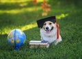 student the Corgi dog puppy sits in a Sunny autumn garden in green grass with books and a globe in a black Confederate hat