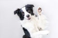 Funny studio portrait of cute smiling puppy dog border collie isolated on white background. New lovely member of family little dog