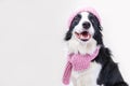 Funny studio portrait of cute smiling puppy dog border collie wearing warm knitted clothes scarf hat isolated on white background