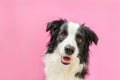 Funny studio portrait of cute smilling puppy dog border collie isolated on pink background. New lovely member of family little dog Royalty Free Stock Photo