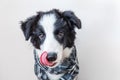 Funny studio portrait of cute smilling puppy dog border collie wearing warm clothes scarf around neck on white background