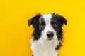 Funny studio portrait of cute smilling puppy dog border collie on yellow background Royalty Free Stock Photo