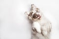 Funny studio portrait of the smiling puppy dog Australian Sheph Royalty Free Stock Photo