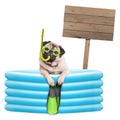 Funny summer pug dog with goggles, snorkel and flippers in inflatable pool, with wooden sign