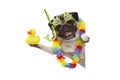 Funny summer pug dog with hawaiian flower garland, snorkel and goggles, holding up yellow ducky Royalty Free Stock Photo