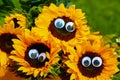 Funny sunflowers with wobbly eyes