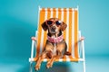 funny sunglasses wearing dog enjoys a vacation, catching some rays on a deck chair