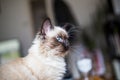 Funny surprised cat of Birman breed in the blurred background