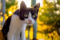 Funny surprised cat closeup portrait. Maneki Neko kitten