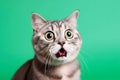 Funny surprised cat isolated on bright green background. Studio portrait of a cat with amazed face. Royalty Free Stock Photo