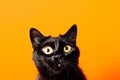 Funny surprised cat isolated on bright orange background. Studio portrait of a cat with amazed face. Royalty Free Stock Photo