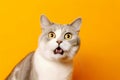 Funny surprised cat isolated on bright orange background. Studio portrait of a cat with amazed face. Royalty Free Stock Photo