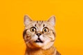 Funny surprised cat isolated on bright orange background. Studio portrait of a cat with amazed face. Royalty Free Stock Photo