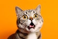 Funny surprised cat isolated on bright orange background. Studio portrait of a cat with amazed face. Royalty Free Stock Photo