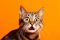 Funny surprised cat isolated on bright orange background. Studio portrait of a cat with amazed face. Royalty Free Stock Photo