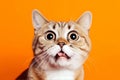 Funny surprised cat isolated on bright orange background. Studio portrait of a cat with amazed face. Royalty Free Stock Photo