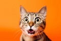 Funny surprised cat isolated on bright orange background. Studio portrait of a cat with amazed face. Royalty Free Stock Photo