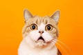 Funny surprised cat isolated on bright orange background. Studio portrait of a cat with amazed face. Royalty Free Stock Photo