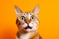 Funny surprised cat isolated on bright orange background. Studio portrait of a cat with amazed face. Royalty Free Stock Photo