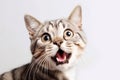 Funny surprised cat isolated on white background. Studio portrait of a cat with amazed face. Royalty Free Stock Photo