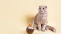 Funny surprised cat on vacation with coconut cocktail on yellow background. Relaxation, travel concept banner. Copy space