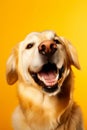 Funny surprised dog isolated on bright background. Studio portrait of a dog with amazed face. Royalty Free Stock Photo