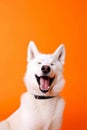 Funny surprised dog isolated on bright background. Studio portrait of a dog with amazed face. Royalty Free Stock Photo