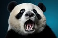 Funny surprised panda studio shot isolated bright color background