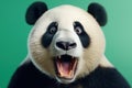 Funny surprised panda studio shot isolated bright color background