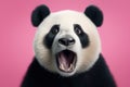 Funny surprised panda studio shot isolated bright color background