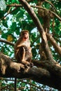 A funny surprised toque macaque sitting on a tree branch near the Jungle Beach in Sri Lanka. Closeup view of a wild primate Royalty Free Stock Photo