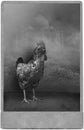 Funny Surreal Vintage Chicken Studio Photography Portrait