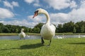 Funny swan walking