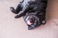 Funny sweet dog pug going crazy playing alone on the sofa at home - nice puppy pet in reverse position have fun - domestic animal