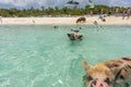 Funny swimming pigs in the sea, Exuma, Bahamas